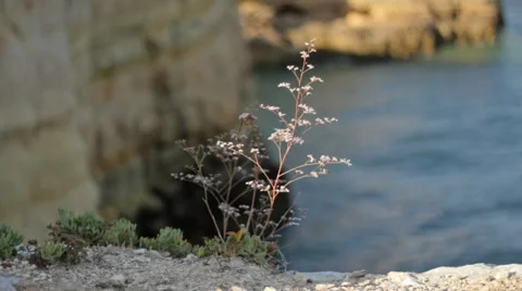 Plant Swaying in Wind Stock Footage 40017006