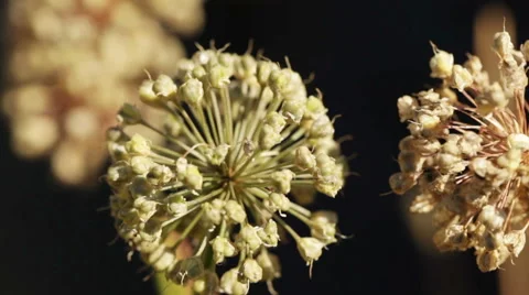 Plant swaying in wind Stock Footage 54778453