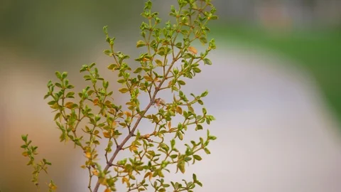 Plant swaying in the wind Stock Footage 89784522