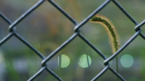 A Plant Sways In The Wind Behind A Chain Link Fence Stock Footage 87396603