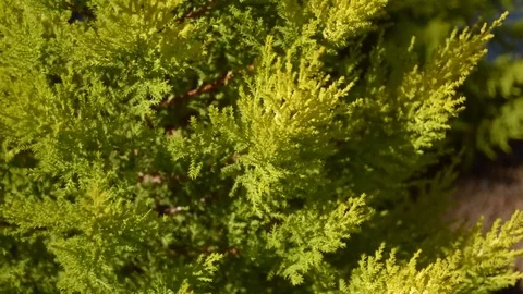 Plant Swinging In The Trees Stock Footage 79953139