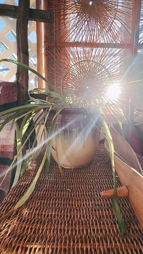 Plant on a table, plants, home decor, plant, interior, home, pot, Stock Footage 252094064