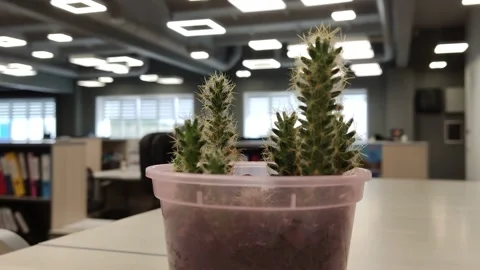 Plant on the table at work. the cactus is in focus, the office is out of focus Stock Footage 193606657
