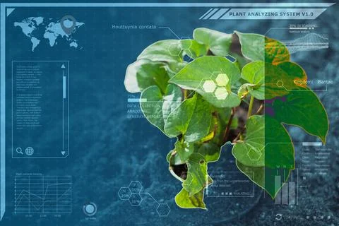 Plant technology botany identify computer system, graphic simulation for adva Foto stock