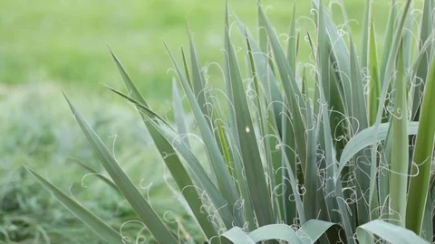 Plant with tendrils Stock Footage 74657795
