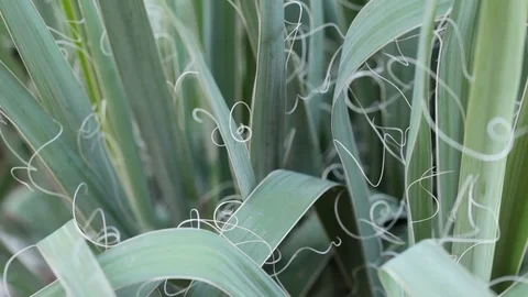 Plant with tendrils Stock Footage 74827066