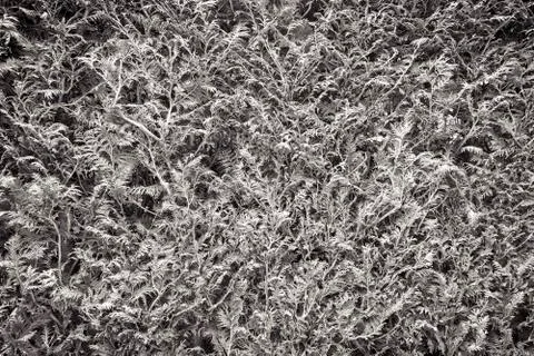 Plant texture, pattern for backgrounds Stock Photos