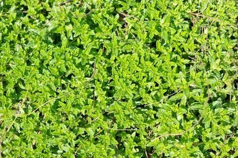 The plant texture Stock Photos