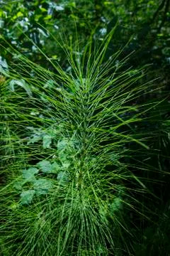 Plant with thin long leaves Foto stock