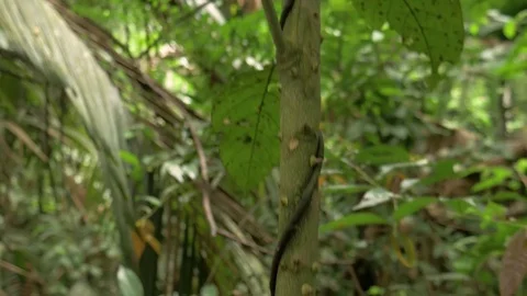 Plant with thorns Stock Footage 76967834