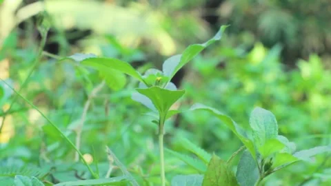 A plant with thorns on its green stem Stock Footage 240061783