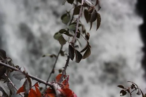 Plant with thorns 스톡 사진