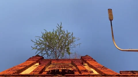 A plant thrives on a side of a bell tower  during a clear blue sky and sunset. Video stock 260972708