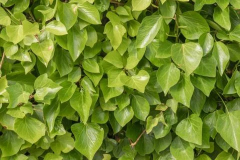 Plant tile. Stock Photos