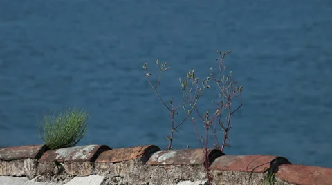 Plant on the tiles Vídeo Stock 39885666