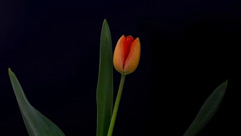 Plant time lapse Stock Footage 128337255