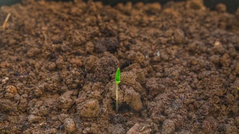 Plant time lapse Stock Footage 128338317