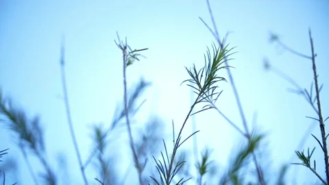 Plant With Tiny Leaves Against Blue Sky Gently Moving In Wind.  - low angle 스톡 동영상 146501196