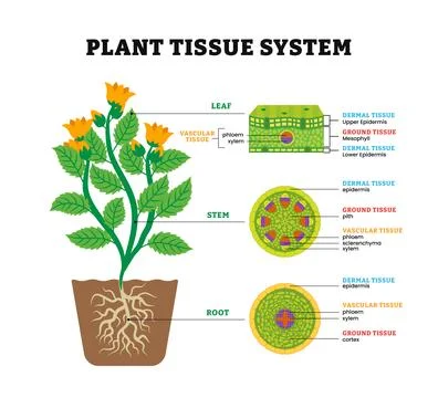Plant tissue system structure anatomy diagram, leaf, stem and root microsco.. Stock Illustration