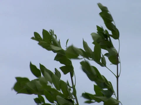 Plant top in a wind storm Stock Footage 38631273