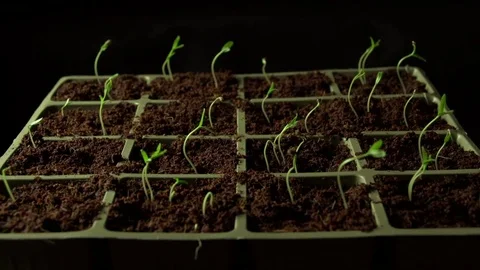 Plant tray moving 스톡 동영상 73044968