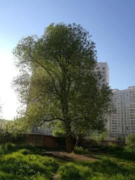 Plant Tree Architecture built structure sky building exterior Nature no people Foto stock