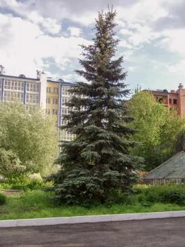 Plant Tree Architecture built structure building exterior Nature sky Growth 스톡 사진