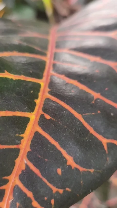 Plant tree with black and orange Stockbeeldmateriaal 291981306