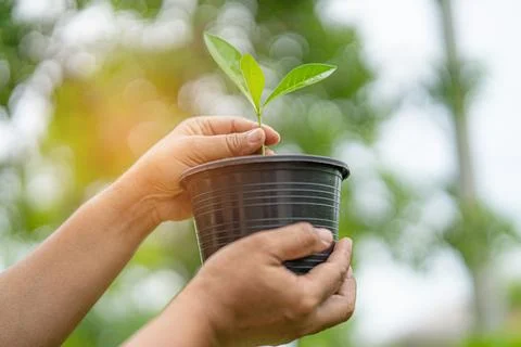 Plant a tree in flowerpot concept of save earth and the environment world e.. Stock Photos