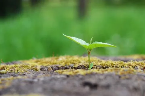 Plant on tree Stock Illustration
