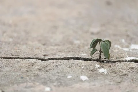 Plant tree inserts itself up from the cracks of the concrete Stock Photos