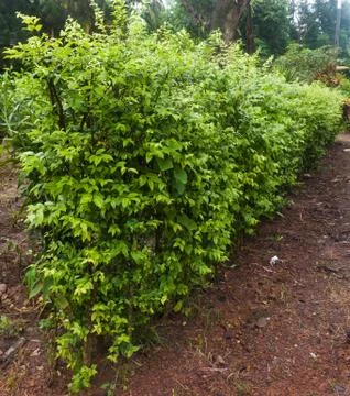 Plant tree Foto stock