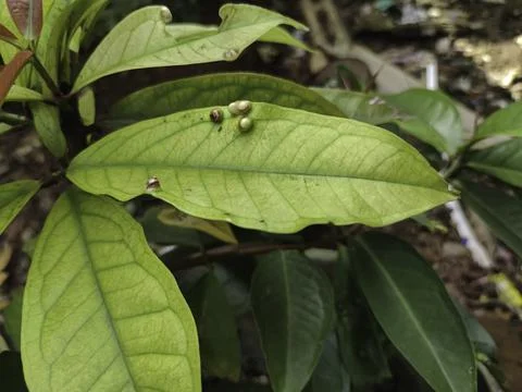 Plant tree Stock Photos