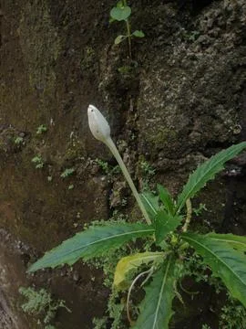Plant tree Stock Photos