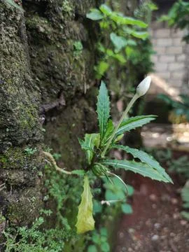 Plant tree Stock Photos
