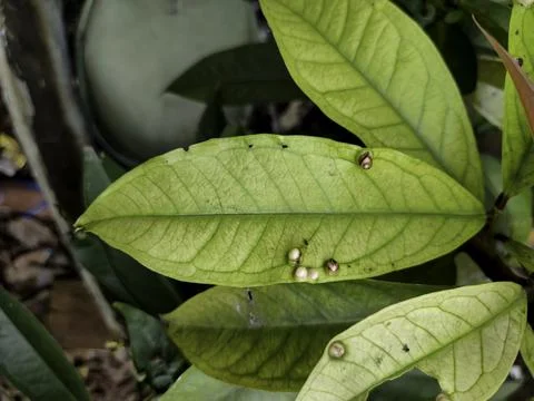 Plant tree Stock Photos