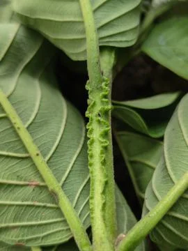 Plant tree 스톡 사진