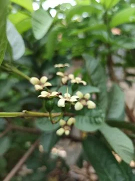 Plant tree Stock Photos