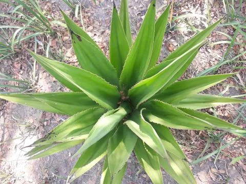 Plant tree like pineapple at field 스톡 사진