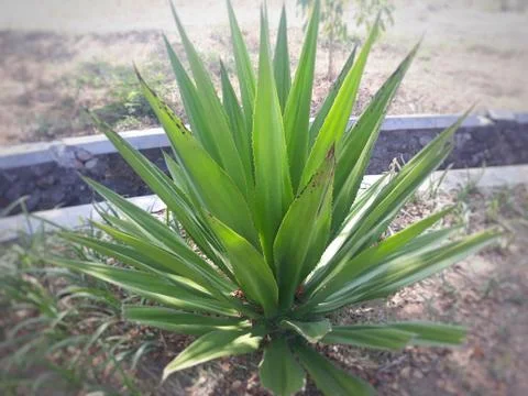 Plant tree like pineapple at field Photos
