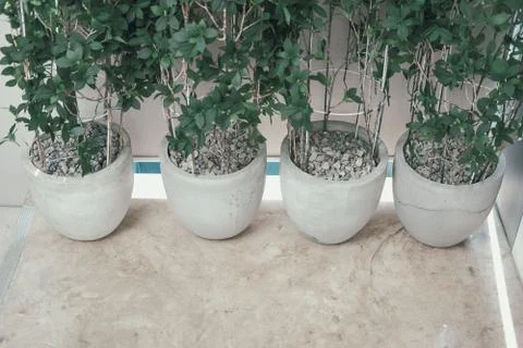 Plant tree in pot Stock Photos