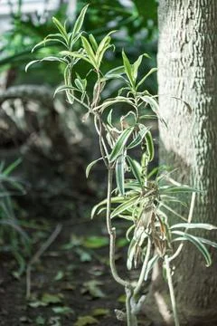 Plant by Tree Trunk Stock Photos