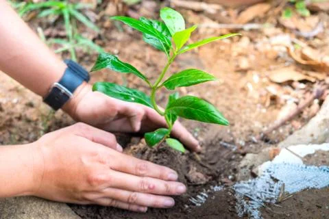 Plant a tree for World Environment Stock Photos