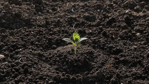 Plant a tree with your own hands Stock-Footage 71123726