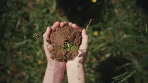 Plant trees to stop global warming. Beautiful caring female hands holding young Video stock 112750725