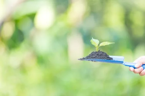 Plant a tree.Symbol of spring and ecology concept Stock Photos