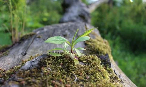 Plant on the trunk,spring Stock Photos
