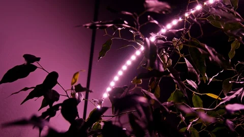 Plant Under Artificial LED Light Видео 94102809