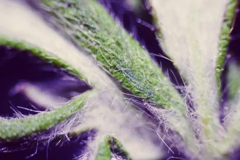 Plant under the microscope 스톡 사진