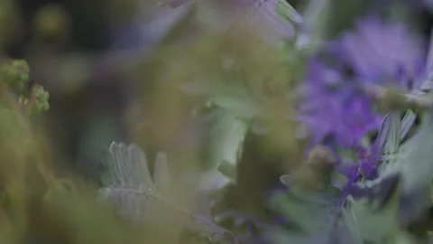 Plant under UV light Stock Footage 132155996